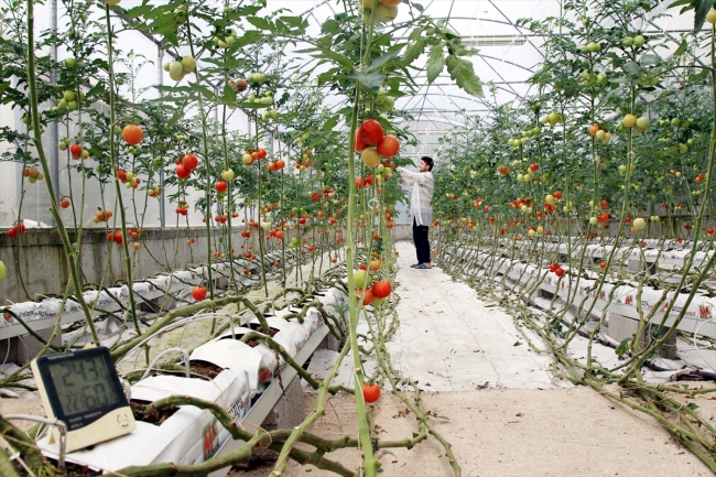 "Dijital tarım" ile hasadı öne çekti